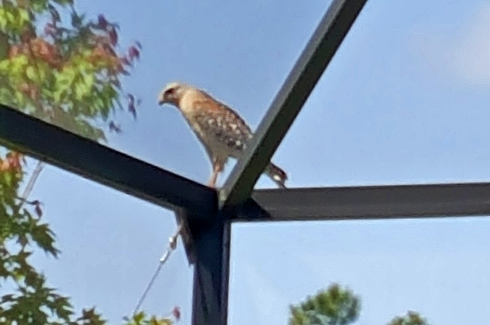 Hawk at Berkshire Park