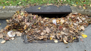 Storm Drain with Leaves